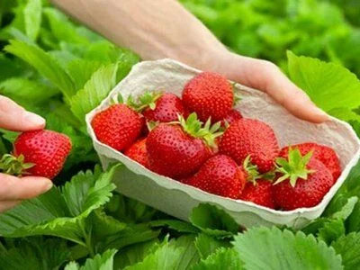 Как правильно ухаживать за клубникой